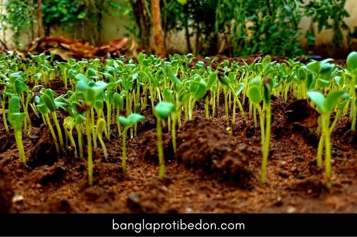 মেথির উপকারিতা ও অপকারিতা, মেথি খাওয়ার নিয়ম, Fenugreek