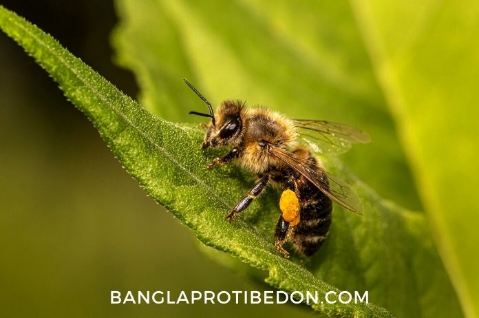 মধুর উপকারিতা ও অপকারিতা, মধু খাওয়ার নিয়ম, মধুর উপকারিতা, honey,